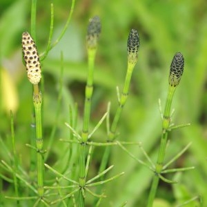 Photographie n°323290 du taxon Equisetum arvense L. [1753]