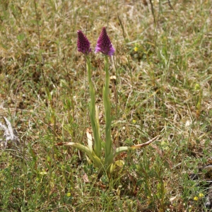 Photographie n°323295 du taxon Anacamptis pyramidalis (L.) Rich.