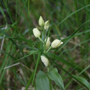 Photographie n°323396 du taxon Cephalanthera damasonium (Mill.) Druce