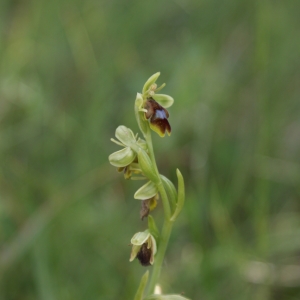 Photographie n°323402 du taxon Ophrys aymoninii (Breistr.) Buttler