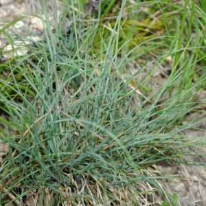 Photographie n°323649 du taxon Festuca marginata (Hack.) K.Richt. [1890]