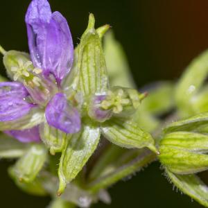 Photographie n°323658 du taxon Erodium moschatum (L.) L'Hér. [1789]