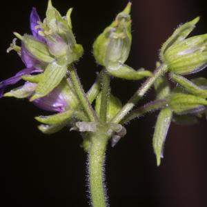 Photographie n°323659 du taxon Erodium moschatum (L.) L'Hér. [1789]