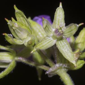 Photographie n°323660 du taxon Erodium moschatum (L.) L'Hér. [1789]