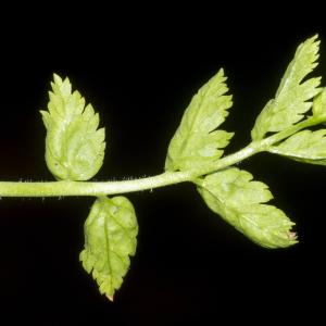 Photographie n°323665 du taxon Erodium moschatum (L.) L'Hér. [1789]