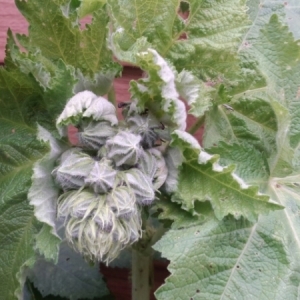 Photographie n°323667 du taxon Alcea rosea L. [1753]