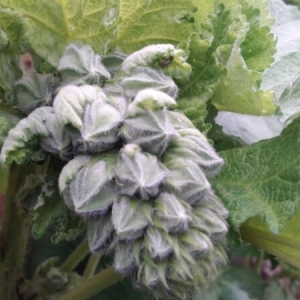 Photographie n°323669 du taxon Alcea rosea L. [1753]