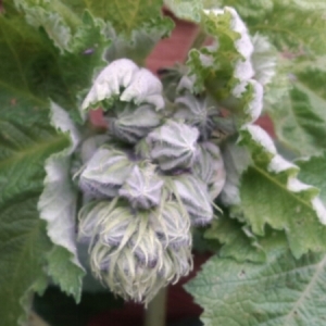 Photographie n°323670 du taxon Alcea rosea L. [1753]