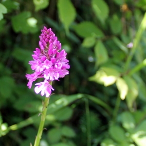 Photographie n°323671 du taxon Anacamptis pyramidalis (L.) Rich. [1817]