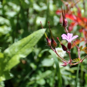 Photographie n°323745 du taxon Geranium robertianum L. [1753]