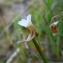  Florent Beck - Pinguicula lusitanica L. [1753]