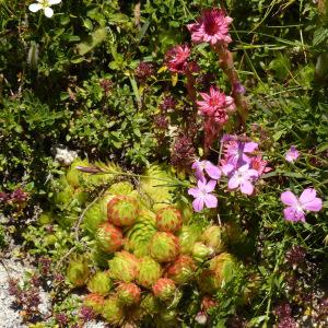 Photographie n°324114 du taxon Sempervivum globiferum subsp. allionii (Jord. & Fourr.) 't Hart & Bleij [1999]