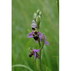 Ophrys ×minuticauda Duffort (Ophrys)