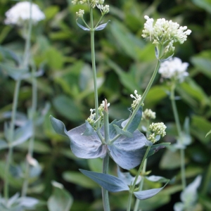 Photographie n°324576 du taxon Centranthus ruber (L.) DC. [1805]