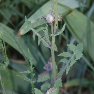 Photographie n°324606 du taxon Sonchus oleraceus L. [1753]