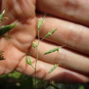 Photographie n°324732 du taxon Festuca L.