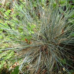 Photographie n°324733 du taxon Festuca L.