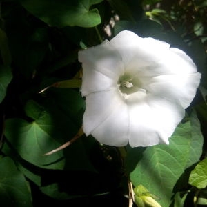 Photographie n°325084 du taxon Calystegia sepium (L.) R.Br.