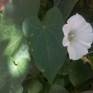 Photographie n°325087 du taxon Calystegia sepium (L.) R.Br.