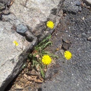 Photographie n°325104 du taxon Crepis L. [1753]