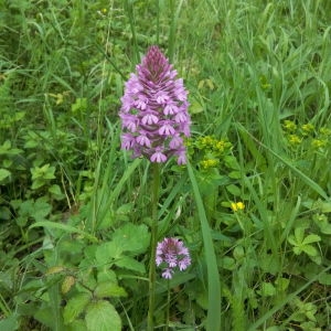 Photographie n°325174 du taxon Anacamptis pyramidalis (L.) Rich. [1817]