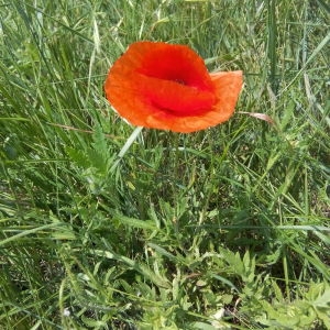 Photographie n°325213 du taxon Papaver rhoeas L.