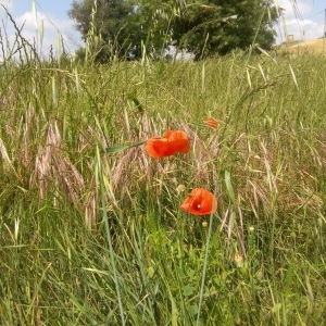 Photographie n°325214 du taxon Papaver rhoeas L.