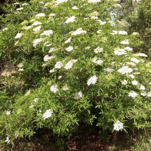 Photographie n°325220 du taxon Sambucus nigra L. [1753]