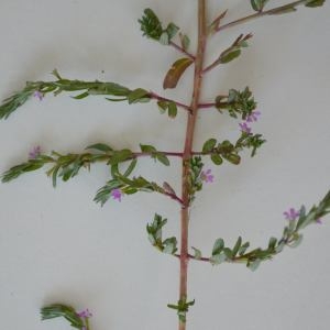 Photographie n°325528 du taxon Lythrum hyssopifolia L. [1753]