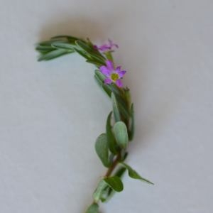 Photographie n°325529 du taxon Lythrum hyssopifolia L. [1753]