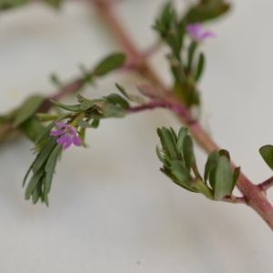 Photographie n°325531 du taxon Lythrum hyssopifolia L. [1753]