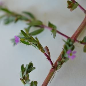 Photographie n°325532 du taxon Lythrum hyssopifolia L. [1753]