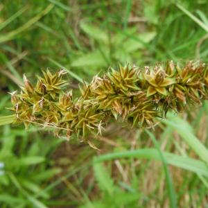 Photographie n°325685 du taxon Carex otrubae Podp. [1922]