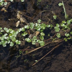 Photographie n°325731 du taxon Hydrocotyle ranunculoides L.f. [1782]