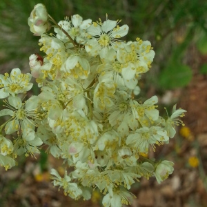 Photographie n°325740 du taxon Filipendula vulgaris Moench [1794]