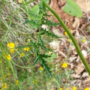 Photographie n°325741 du taxon Filipendula vulgaris Moench [1794]