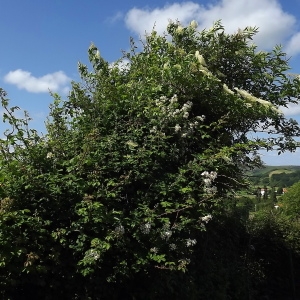 Photographie n°325799 du taxon Rosa multiflora Thunb. [1784]