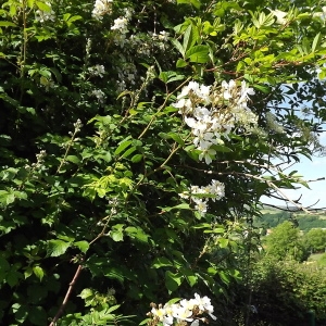 Photographie n°325800 du taxon Rosa multiflora Thunb. [1784]