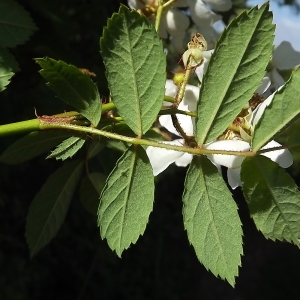 Photographie n°325806 du taxon Rosa multiflora Thunb. [1784]