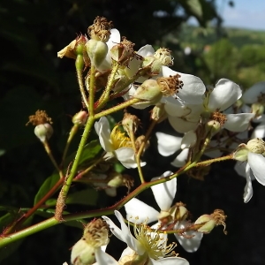 Photographie n°325807 du taxon Rosa multiflora Thunb. [1784]