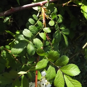 Photographie n°325808 du taxon Rosa multiflora Thunb. [1784]