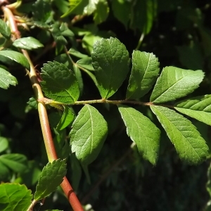  - Rosa multiflora Thunb. [1784]