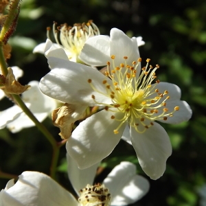 Photographie n°325814 du taxon Rosa multiflora Thunb. [1784]