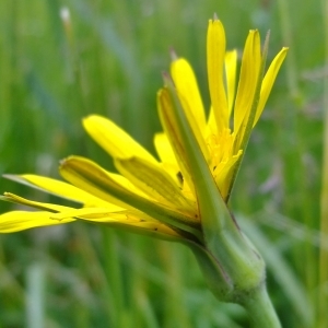 Photographie n°326017 du taxon Tragopogon pratensis subsp. pratensis 