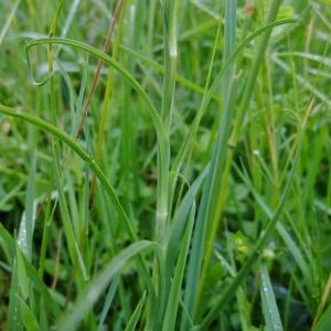 Photographie n°326018 du taxon Tragopogon pratensis subsp. pratensis 