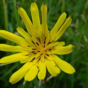 Photographie n°326019 du taxon Tragopogon pratensis subsp. pratensis 