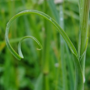 Photographie n°326020 du taxon Tragopogon pratensis subsp. pratensis 