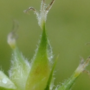 Photographie n°326096 du taxon Carex hirta L. [1753]