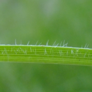 Photographie n°326097 du taxon Carex hirta L. [1753]