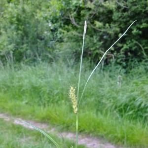 Photographie n°326098 du taxon Carex hirta L. [1753]